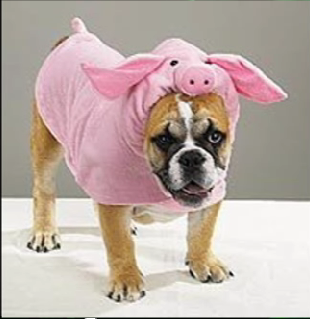 Dress Up Your Pets!